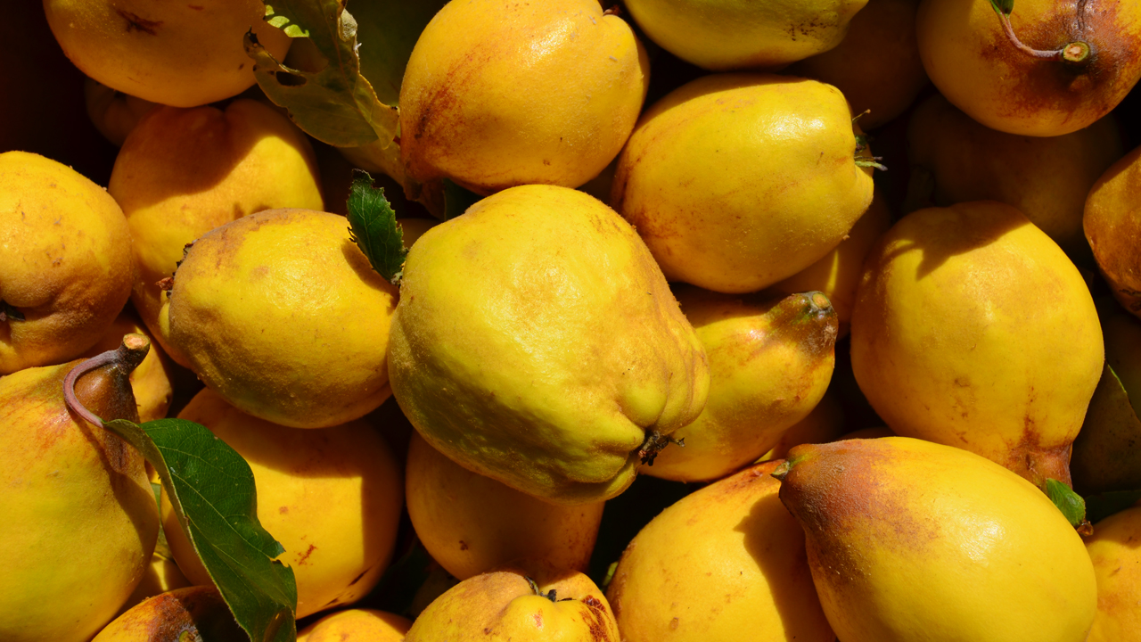 quince fruit